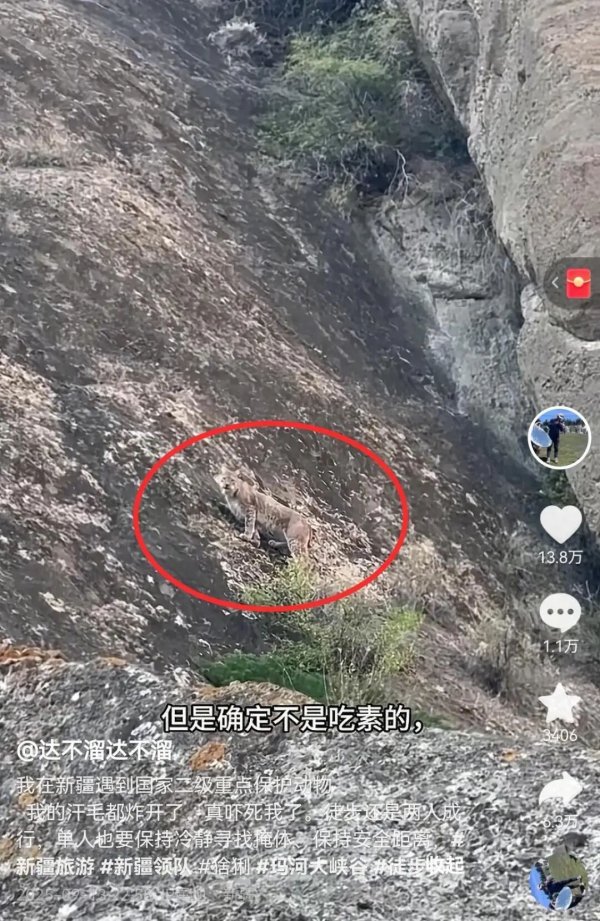 达麟操盘 游客独行大峡谷遇到猞猁，双方对视数十秒！当地向导：看要碰运气